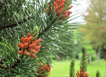 Close-up of pine cones on tree