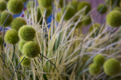 Close-up of plants growing in field