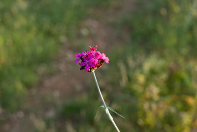 Close-up of pink flowering plant