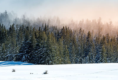 Pine trees on snow covered field against sky