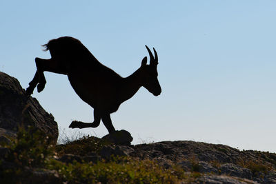 Low angle view of silhouette horse on rock against sky