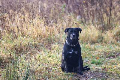 Portrait of dog sitting in grass