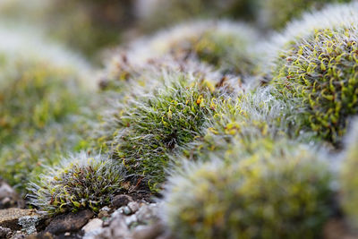 Close-up of plant growing outdoors