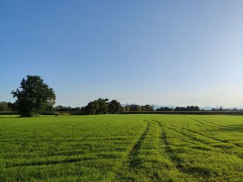 Scenic view of agricultural field against clear sky