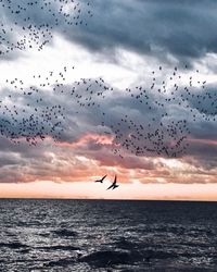 Flock of birds flying over sea against sky