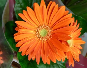 Close-up of orange flower blooming outdoors