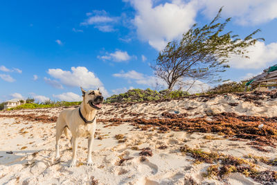 Dog standing in a field