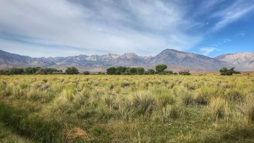Scenic view of field against sky