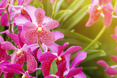 Close-up of pink flowering plant