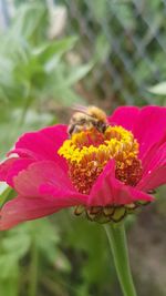 Close-up of butterfly on pink flower