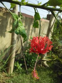 Close-up of red flowers