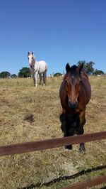 Horses standing in ranch against clear sky