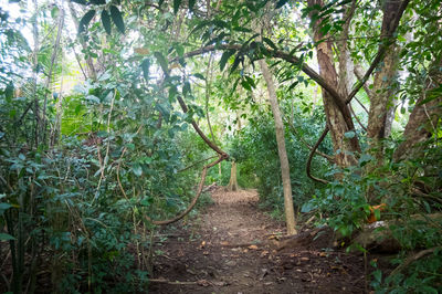 Trees in forest