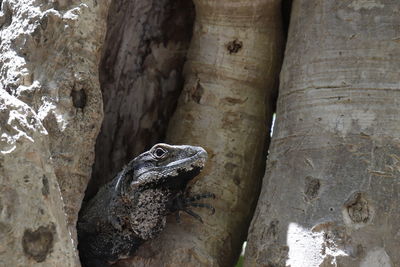 Close-up of lizard on tree