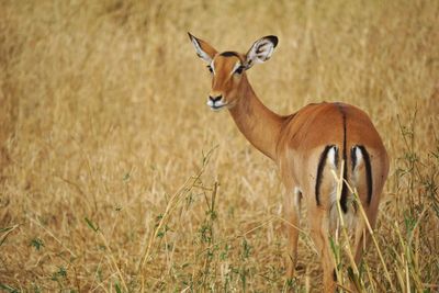 A gazelle strolling through the african grasslands
