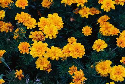 High angle view of yellow flowering plants