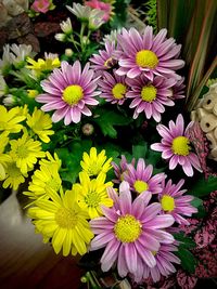 Close-up of purple flowers blooming outdoors