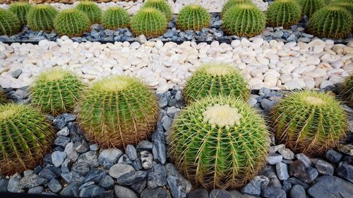 Golden barrel cactus or echinocactus grusonii in botany garden. nature green background or wallpaper