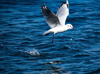 Seagull flying over sea