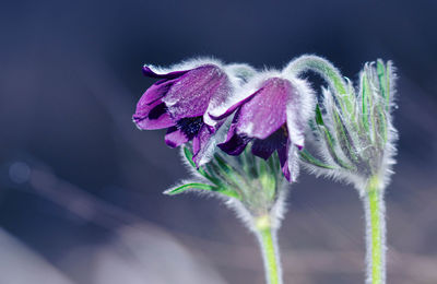 Close-up of purple flowering plant