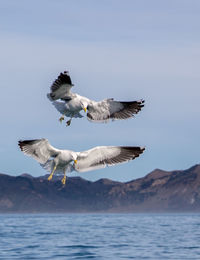 Birds in flight