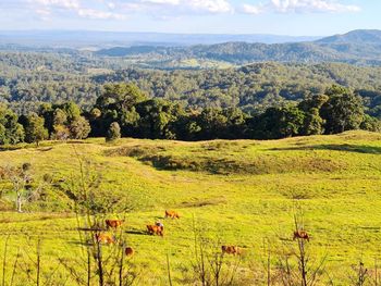 Scenic view of agricultural field