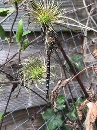 Close-up of insect on plant