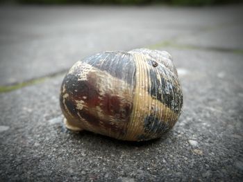 Close-up of snail on leaf