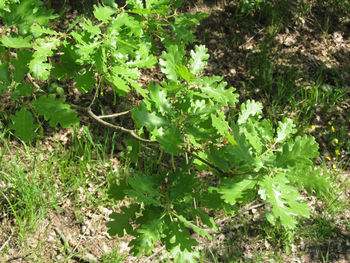 High angle view of plant growing on field