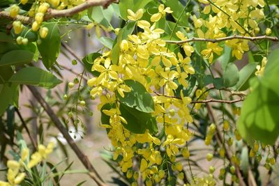 Close-up of yellow flowering plant