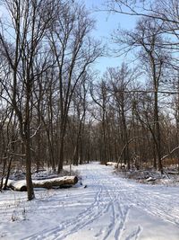 Bare trees on snow covered landscape