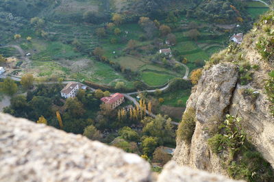 High angle view of trees on mountain