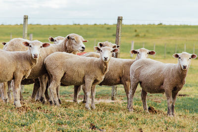 Sheep in a field