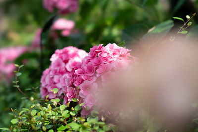 Close-up of pink flowering plant