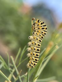 Close-up of butterfly pollinating flower