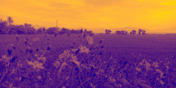 Scenic view of field against sky during sunset