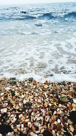 High angle view of seashells at beach