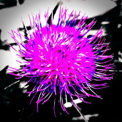 Close-up of purple flower