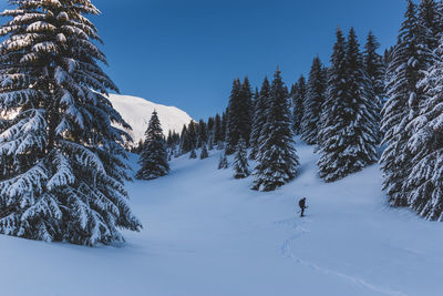 Trees on snow covered landscape