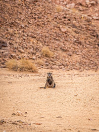 Lizard on a land