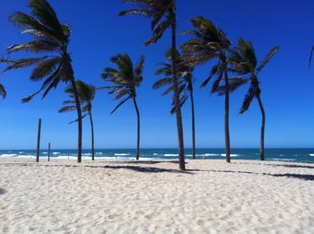 Palm trees on beach against clear blue sky