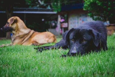 Dog relaxing on grass