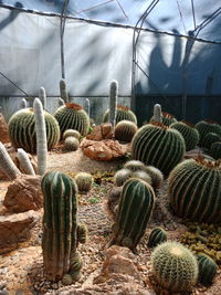 Close-up of cactus in greenhouse