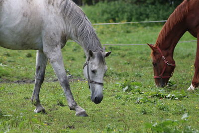 Horses grazing in a field