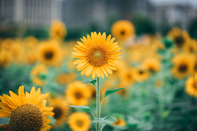 Close-up of yellow flowering plant