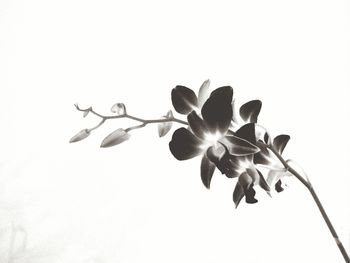 Close-up of flowers against white background