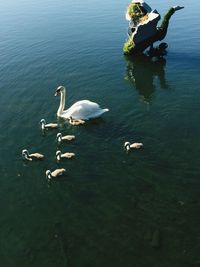 High angle view of swan with cygnets swimming on lake