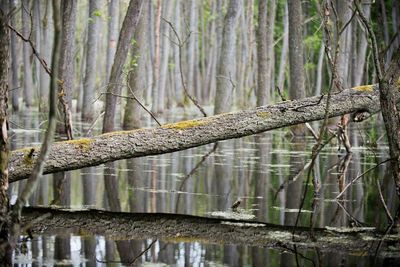 Reflection of trees in water