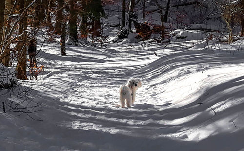 View of dog on snow covered land