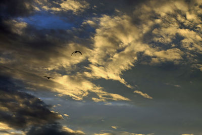 Low angle view of silhouette birds flying in sky